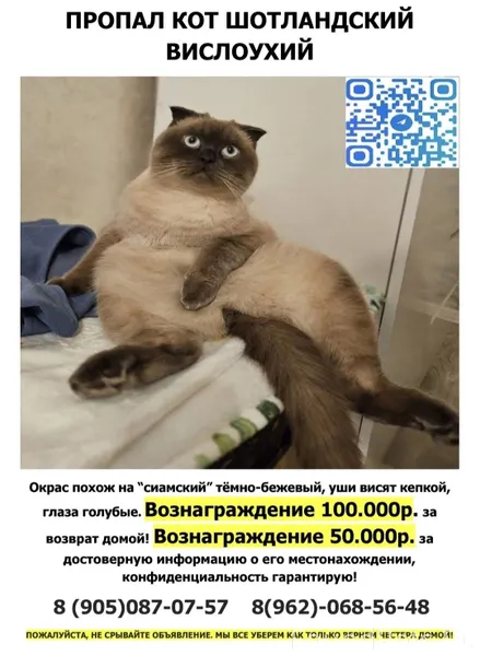 Потерялся любимый кот Честер. ...