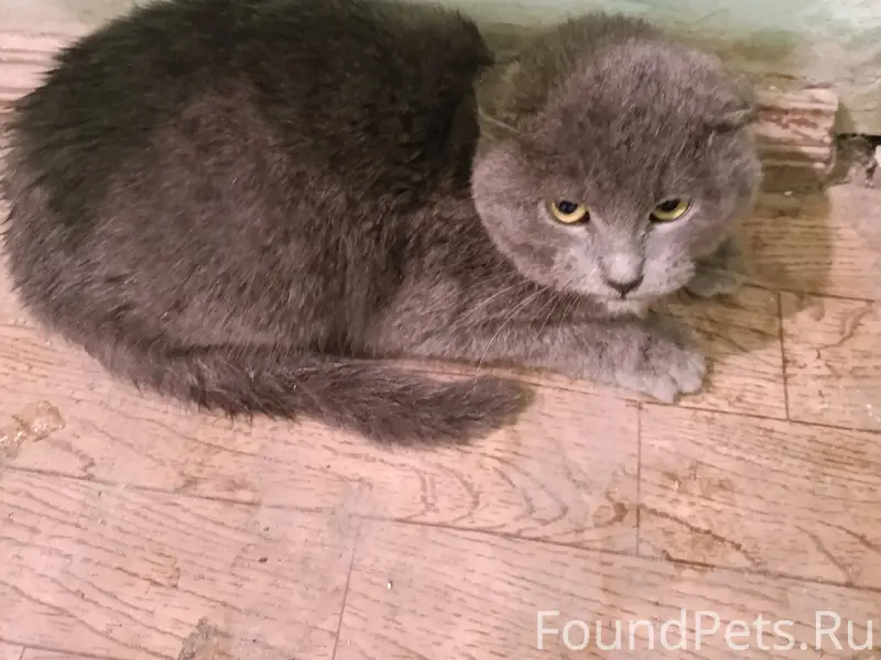 Володарск! Найден маленький ко...