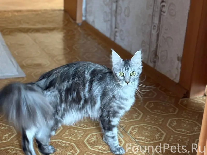 Пропала кошка. Если кто то вид...