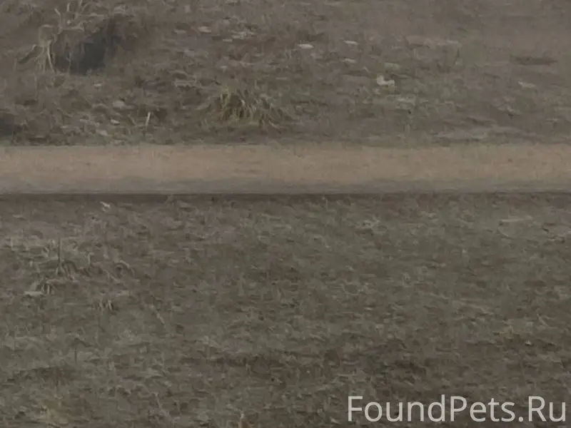 Пропала собака, откликается на...