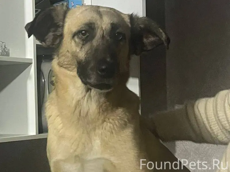 ❗ПРОПАЛА СОБАКА❗ Волгоград! На...