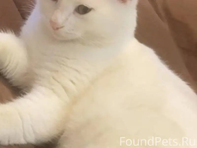 Здравствуйте! Пропал Кот, зову...