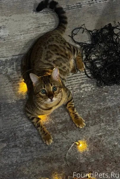 Пропал бенгальский кот на Песч...