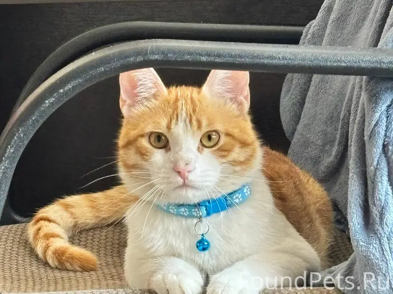 ПРОПАЛ КОТ!!! Вечером 10.12.25...