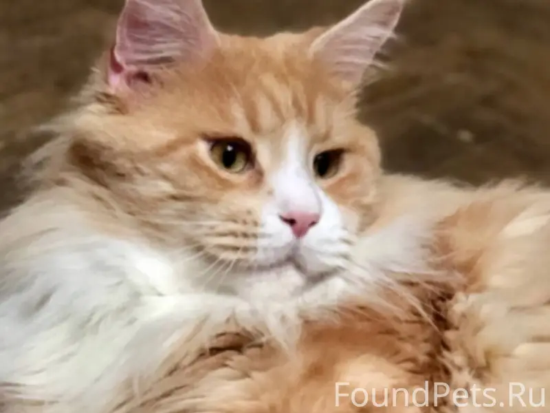 ПОТЕРЯЛСЯ КОТ