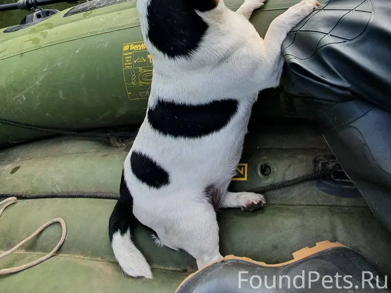 Пропала собака — наш любимый ч...