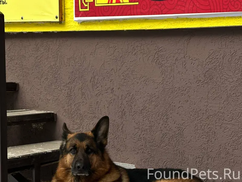 Найдена собака, мальчик. Сидит...