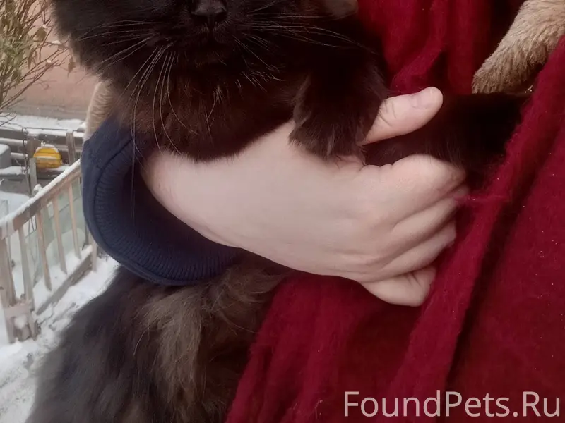 ❗❗❗Найдена кошка! ❗❗❗ Под Новы...