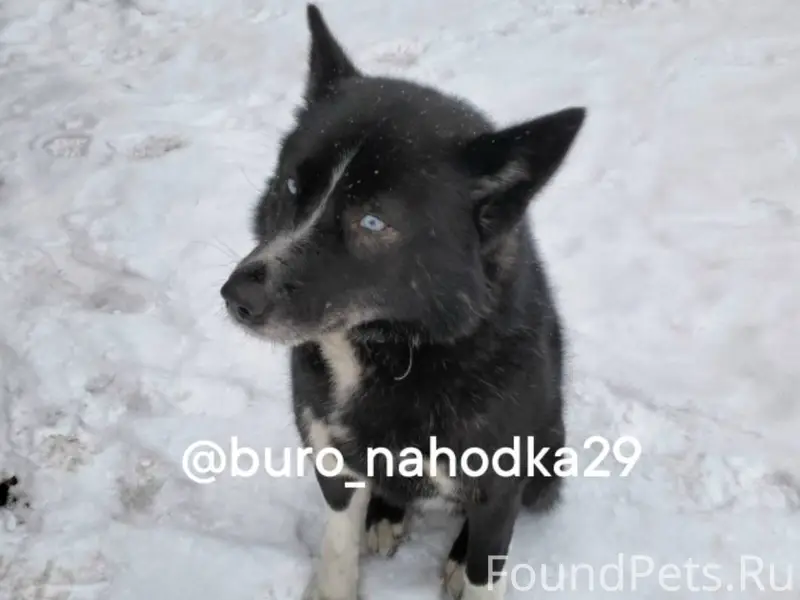 Две недели назад появился пёс,...