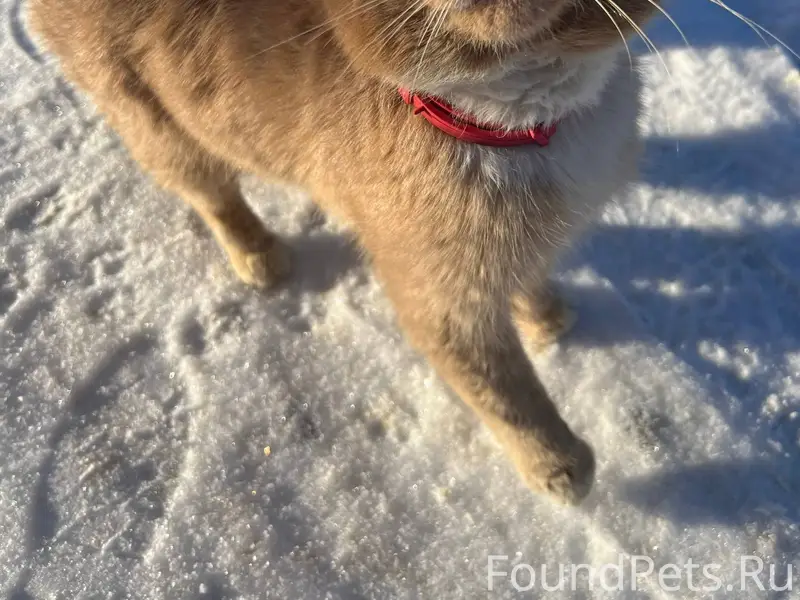 Найден, кот, породистый, весь ...