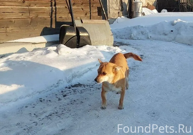 Потерялась собака а Полысаево....