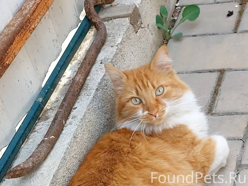 Пропала кошка Люся 25.12.2025....