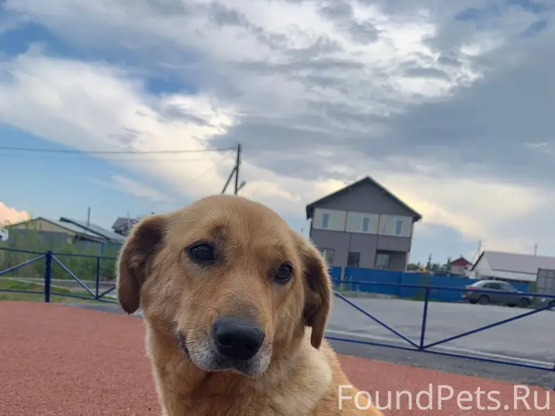 ❗️пропала собака❗️ зовут Габи,...