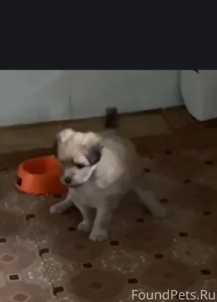 Пропала собака, в центре! Фото...