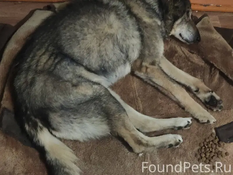 Потерялась собака. Сегодня. Ра...