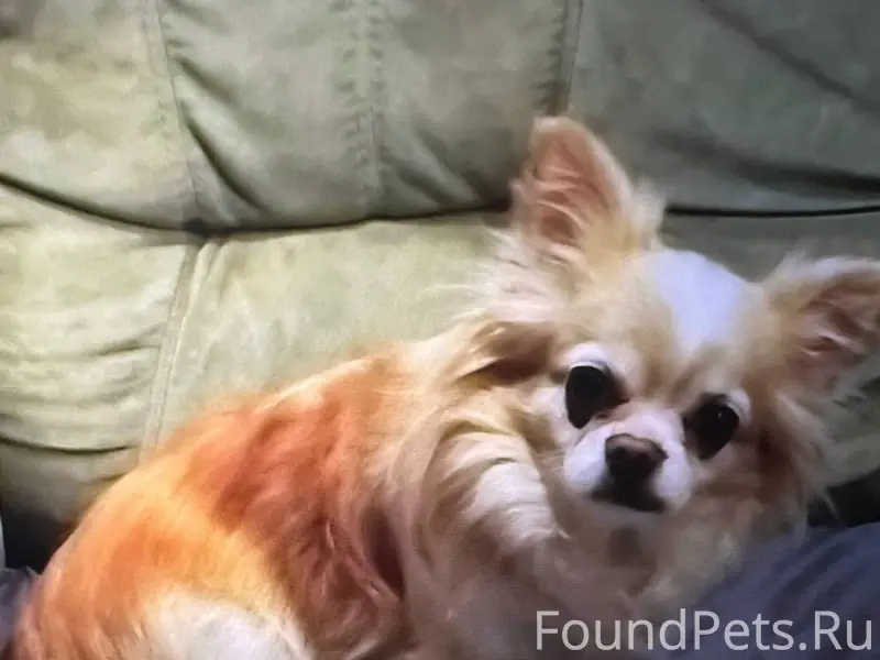 Потерялась собака. Бежица, Нов...