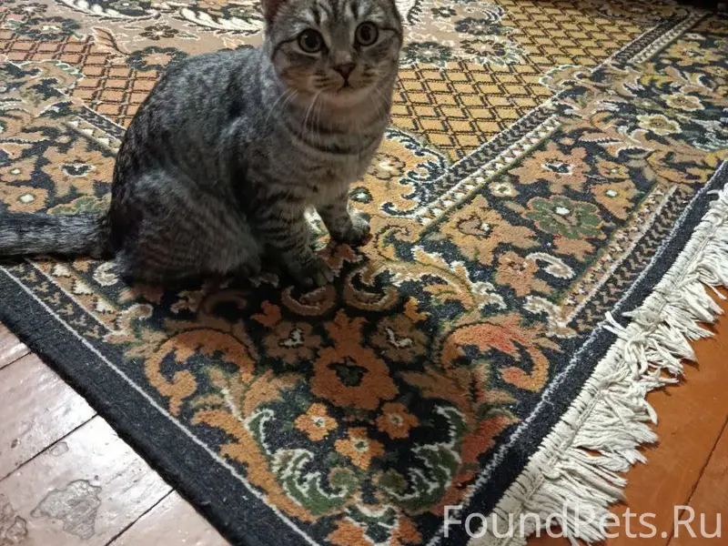 Добрый день. Пропал кот утром ...