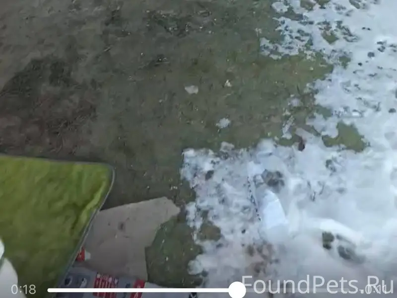 Чей друг попал в беду?В...