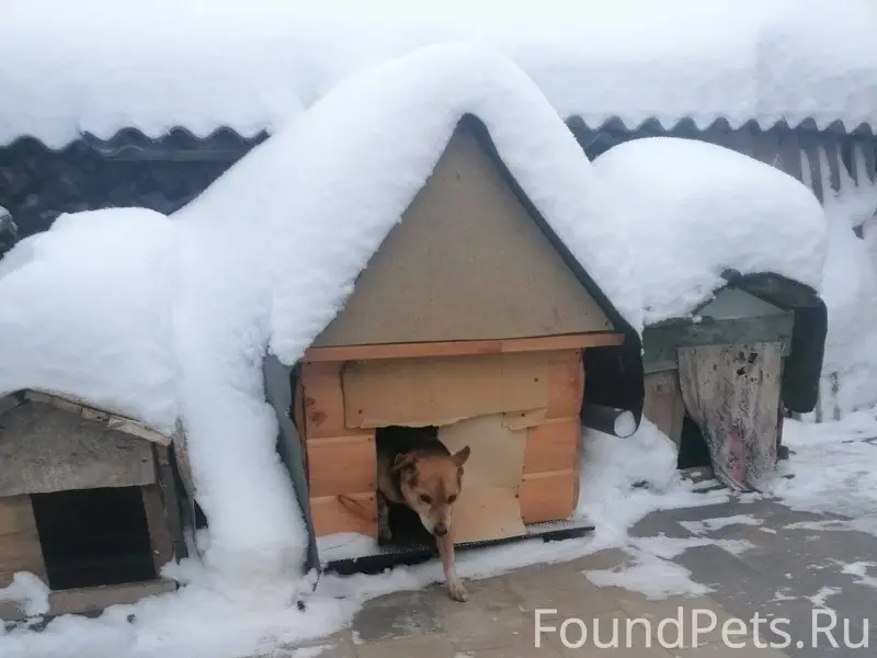Пропала собака Дружок, маленьк...