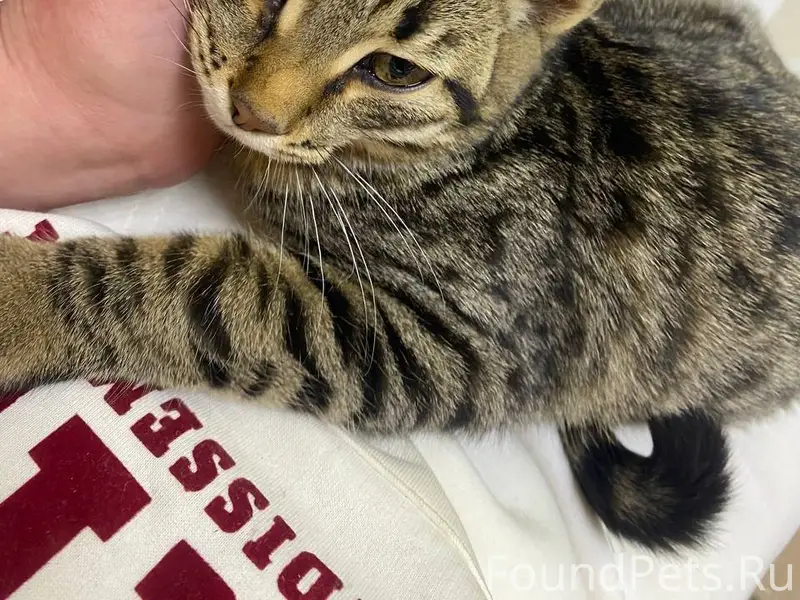 Добрый день. Найдён котёнок, с...