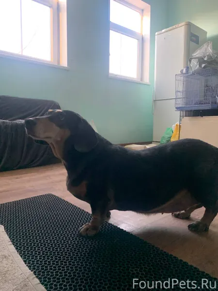 Чья собака? Найдена в районе г...