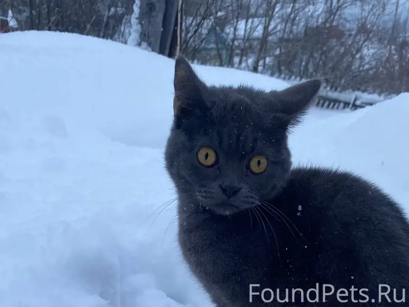 Потерялся кот 9 месяцев 16.01....