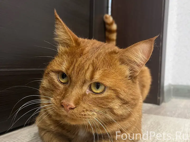 Пропал кот, зовут Кузьма,в рай...