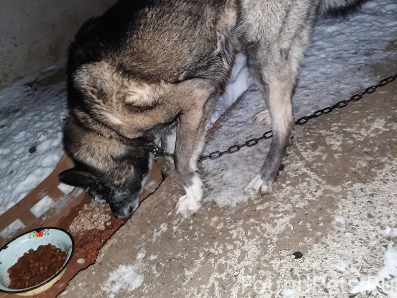 ‼️ Найдена собака ‼️ 📍Трубичин...