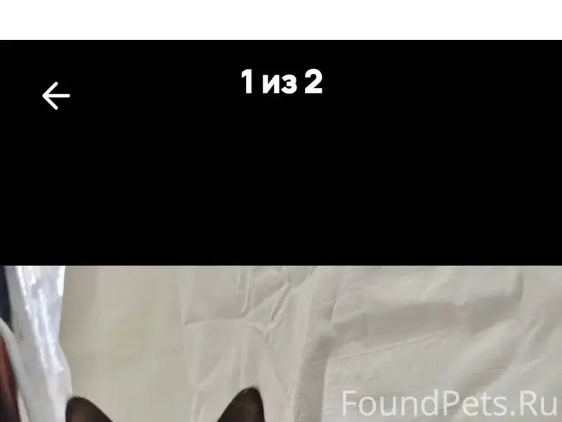 Пропала котенок,девочка.4 меся...