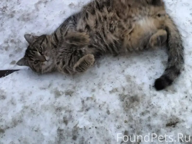 УФА❗❗❗ Найден кот в районе ули...