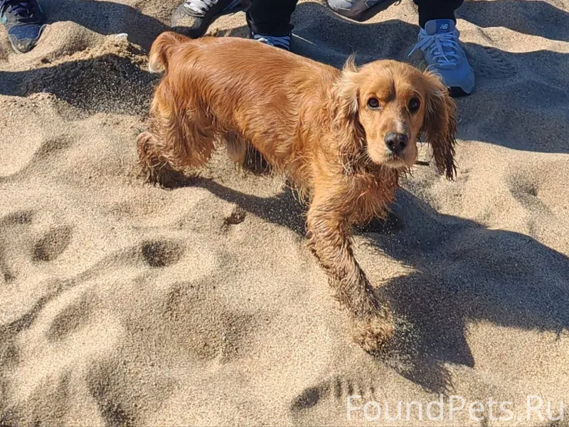 🆘🆘🆘 ЗА ВОЗНАГРАЖДЕНИЕ🆘🆘🆘 Потер...