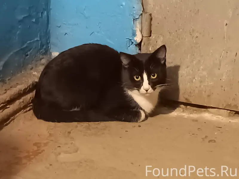 Пушистик в подъезде на Алексан...