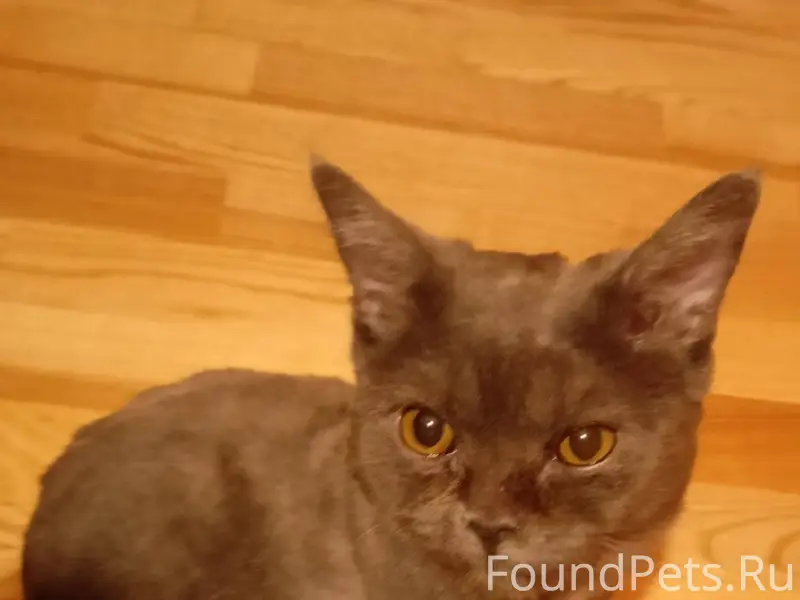 Здравствуйте! Сегодня утром у ...