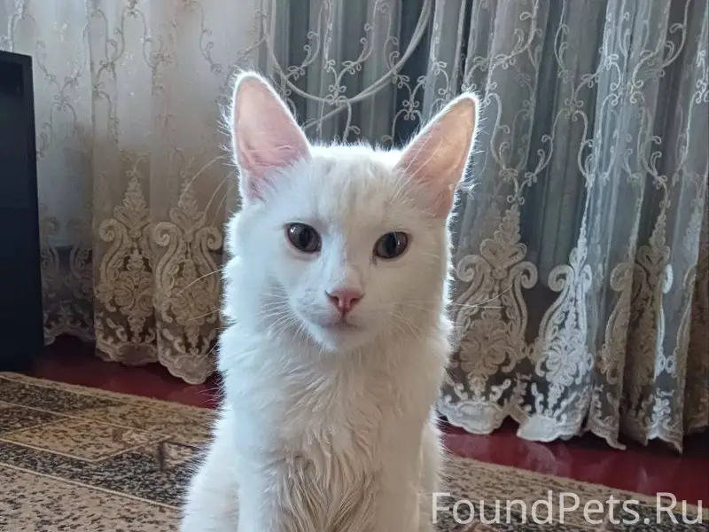 Пропал белый кот