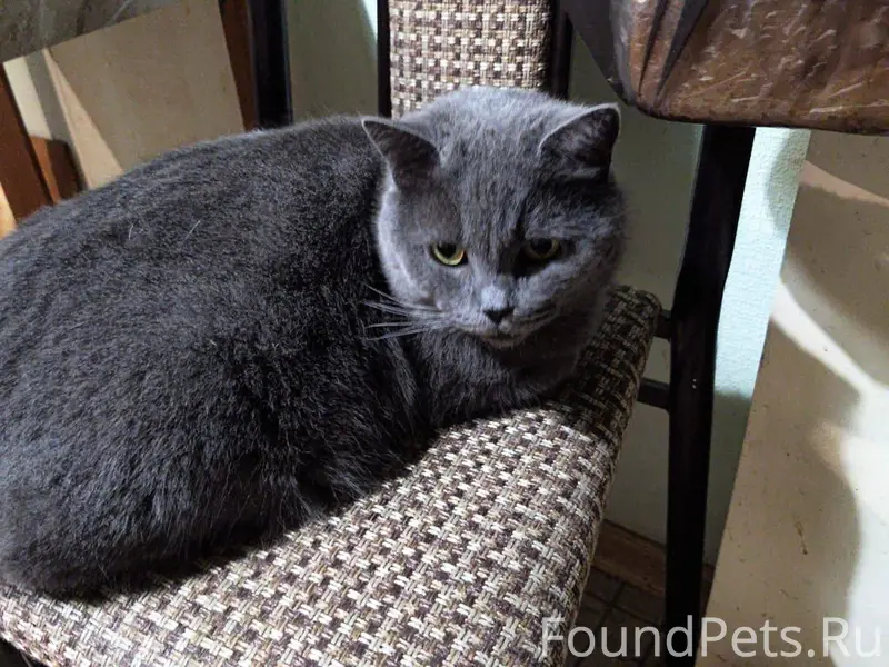 Найдена кошка шотландской поро...