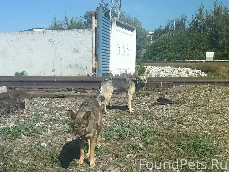 SOS! SOS! SOS! Пропали 3 собак...