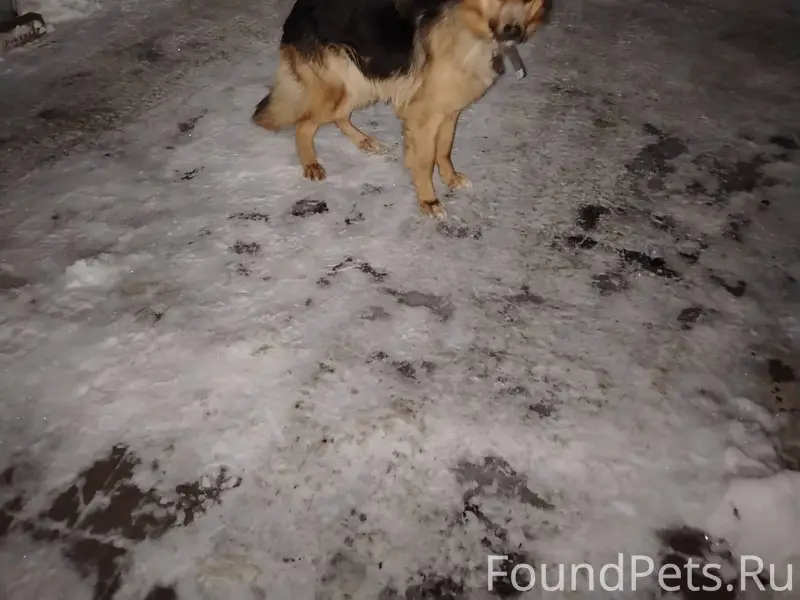 Может у кого-то сбежала собака...