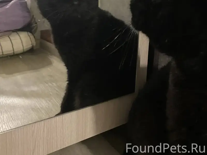 Нашла на кухне кота🤗, ул Андре...