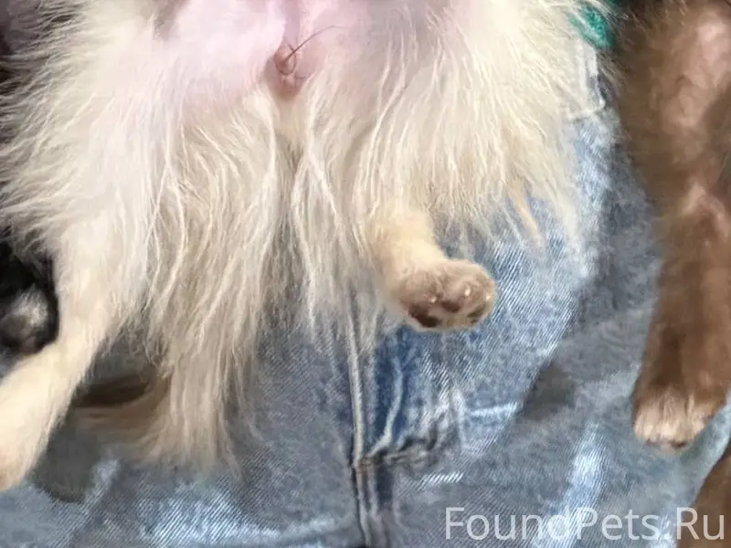 Пропала собака, улица Степана ...