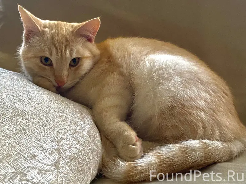 ‼️ ПРОПАЛ КОТ ‼️ 10 декабря...