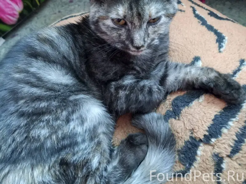 Найдена кошка! 🐱Явно домашняя....