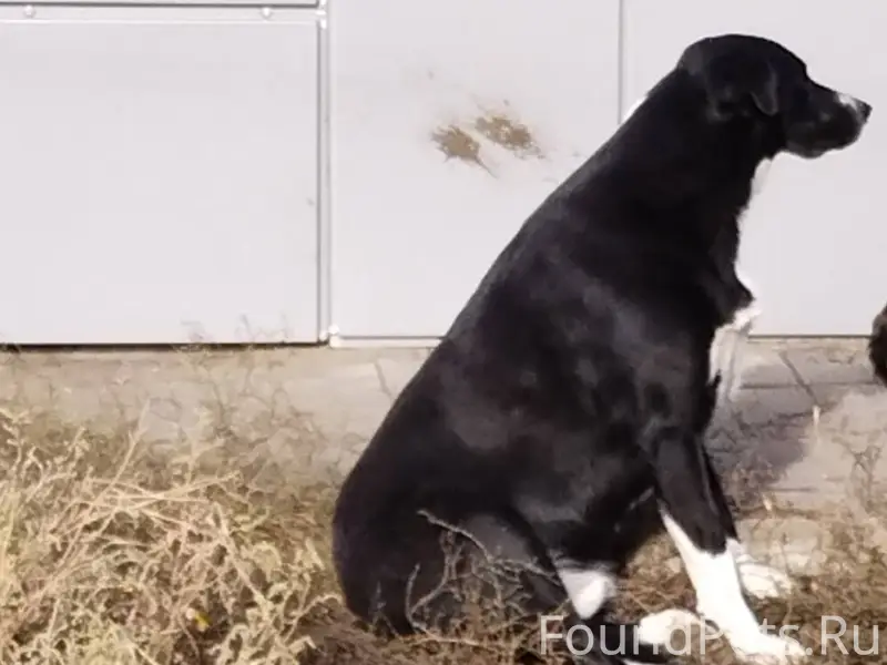 Пропала собака в районе Черокм...