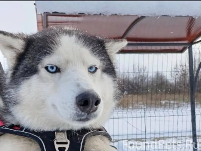 Пропала собака в районе Соцгор...