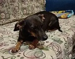 НЕ АНОН Потерялась собака в ра...