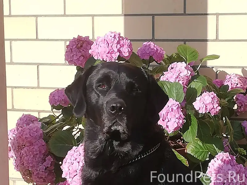 Добрый вечер. Пропала собака! ...