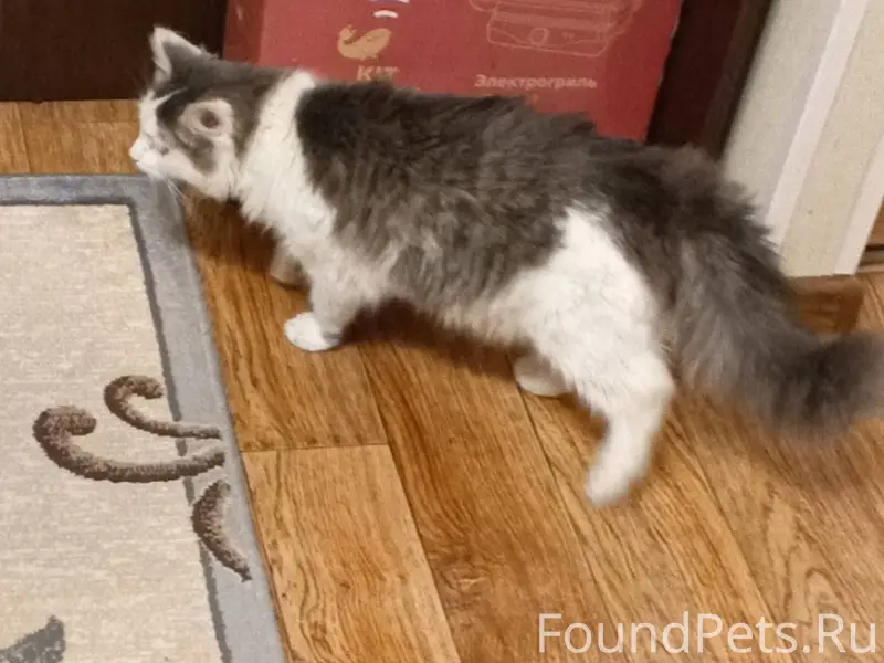 Найдена кошка п. Томилино, на ...