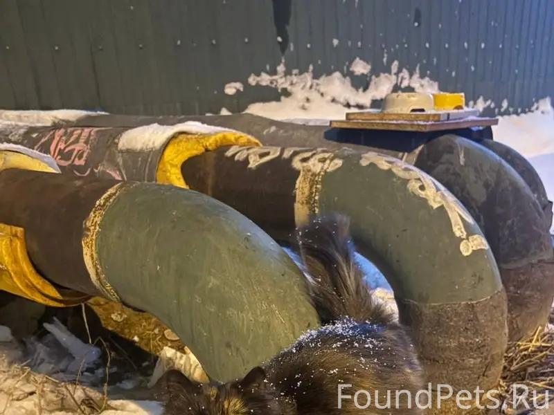 Трехцветная кошка найдена по а...