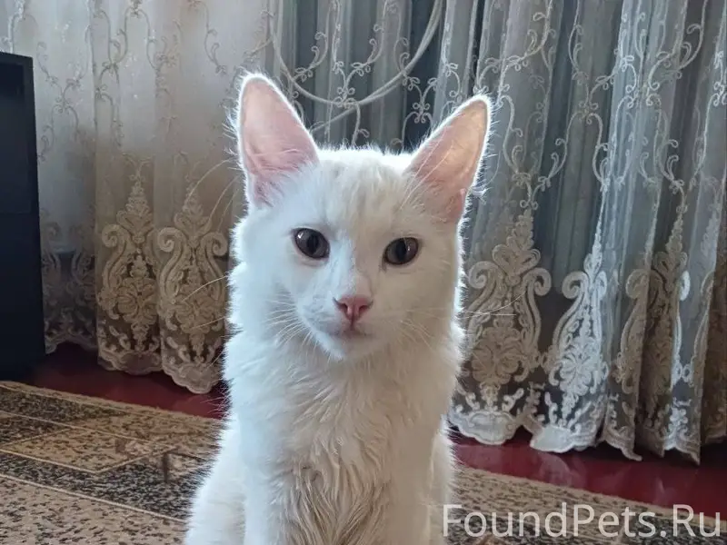 Добрый вечер, пропал кот, горо...