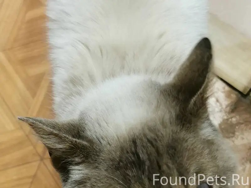 Найден кот перед новым годом, ...