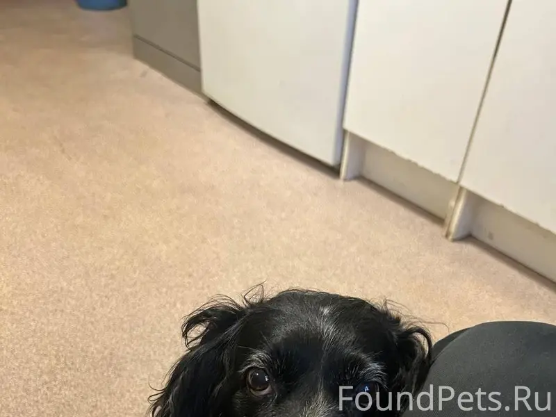 Здравствуйте! В д. Лемовжа 03....